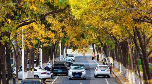 太美了！这里是日照万安路