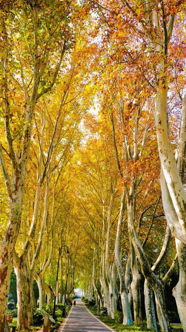 大降温后的秋日大片，来武汉植物园取景！这份小众胶片感机位请收好