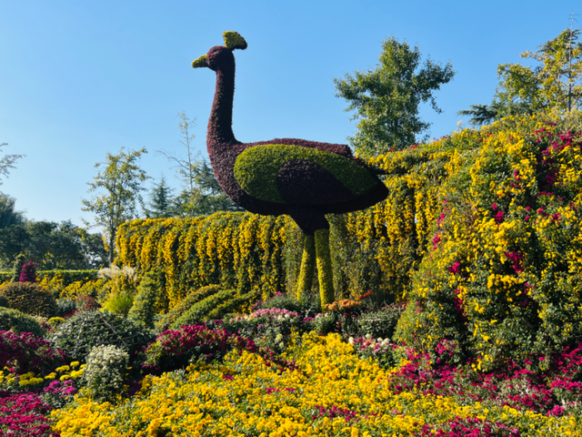 4.9万盆菊花藏在这儿！快来打卡~
