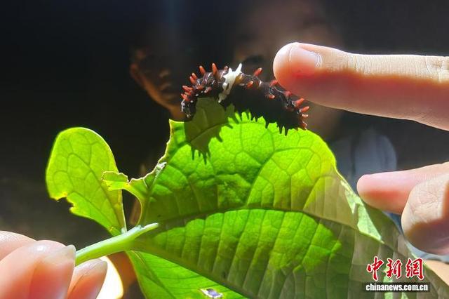 中国科学院西双版纳热带植物园探寻雨林奇妙夜