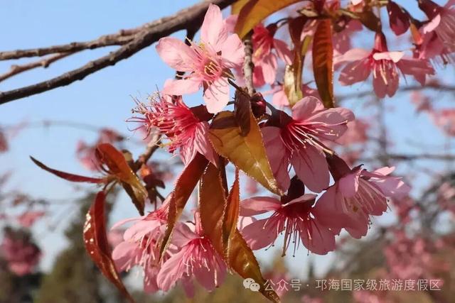 【冬季暖阳 凉山不凉】比春天先来的浪漫，是西昌的冬樱花