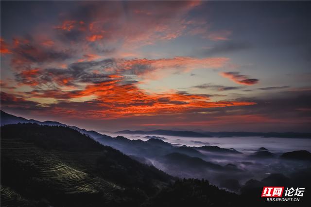 【每日一图@湖南】晨光漫过紫鹊界，千层稻浪卷秋声