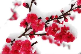散文|最是一年春好处图片