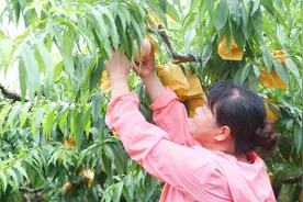 口水哒哒滴～蜜桃季来了！图片