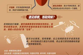 抗药性增强，广东蟑螂“进化”了？看懂从远古走来的“小强”图片