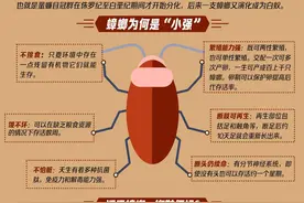 抗药性增强，广东蟑螂“进化”了？看懂从远古走来的“小强”图片