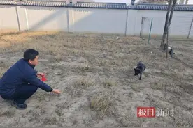 受伤狐狸逃至高速收费站，大悟多部门联合救治图片