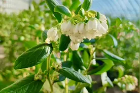 蓝莓花开正盛图片