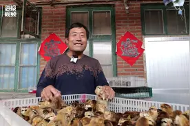日照人的一天｜③从街头小贩到“孵化大王” 62岁王宜国把鸡苗卖到全国各地图片