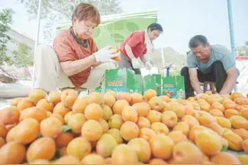 邹平水杏成熟上市图片