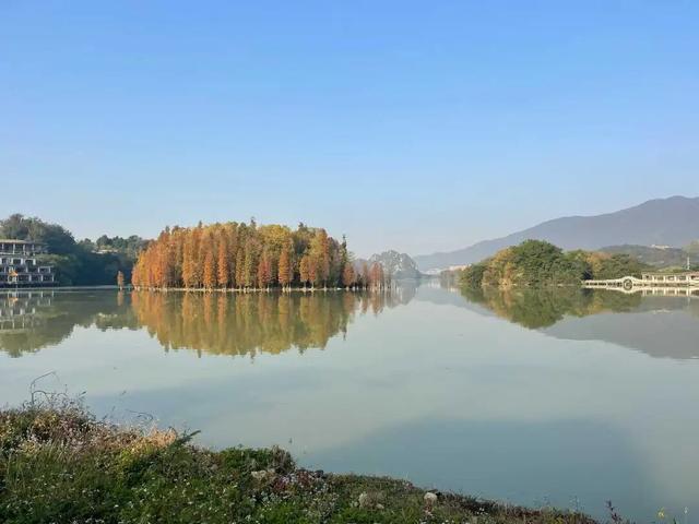 太美了！除了七星岩北门，肇庆这里也藏着一大片落羽杉……