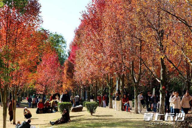 枫叶红了，湖南农大红枫大道成打网红打卡地｜组图