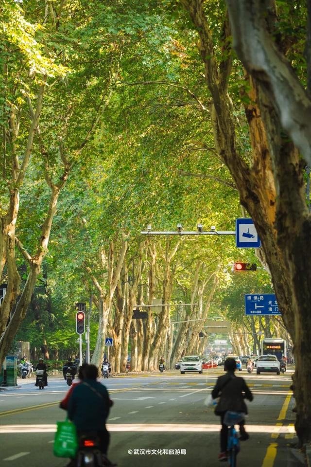 实况！武汉彩叶季来了，这些地方最出片