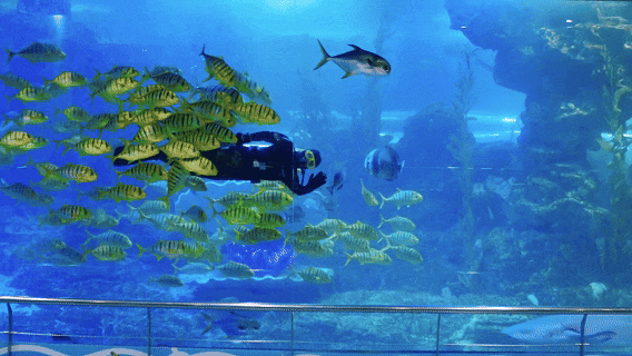 青岛家长都在找的“暖和遛娃宝地”：¥49.9在海底吃喝玩乐，孩子嗨玩妈不累