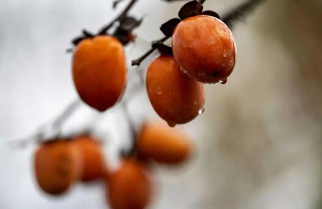 南漳：一键收藏！送你满枝头的“柿柿如意”