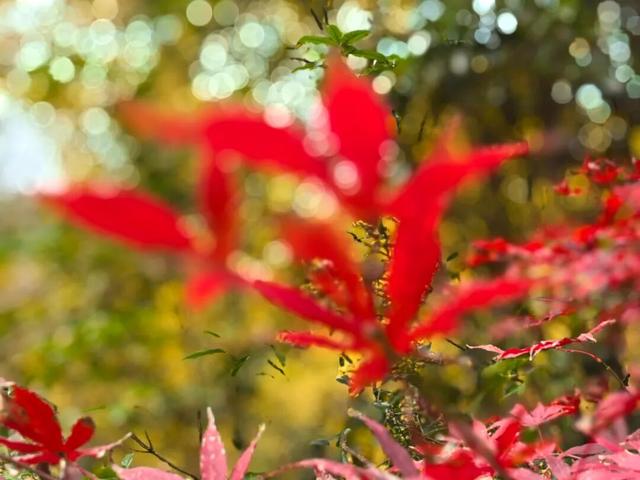 霜染丹枫！全州这个地方已进入观赏期~