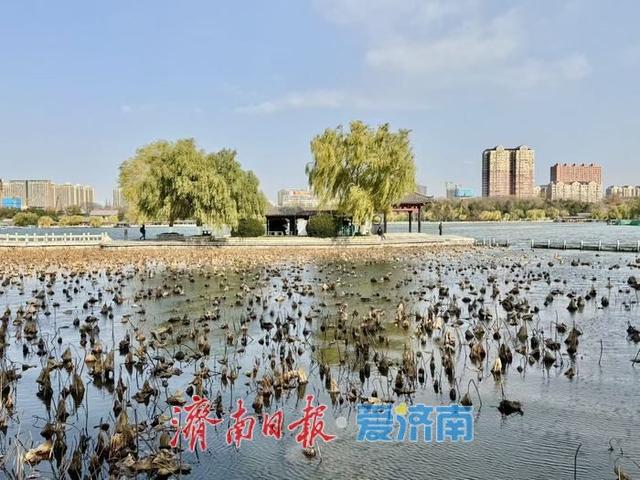 一年四季 泉在济南丨冬日大明湖静谧雅致 湖光冬韵醉泉城