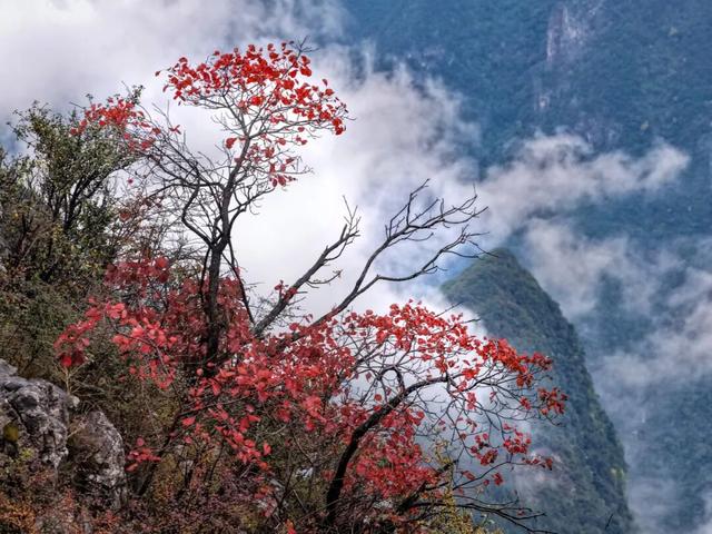 巫峡红透时，才懂中国秋天的壮阔