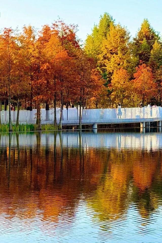 成都限定红！水杉最美季节上线，赶紧打卡