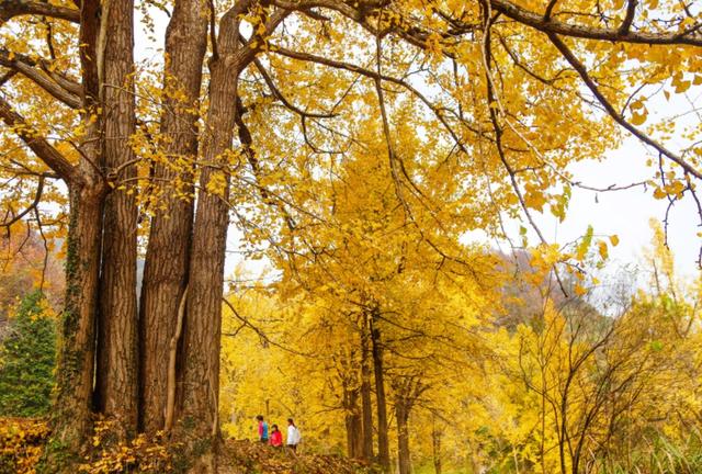 守护“限定浪漫”！诸暨8处，安排上了！
