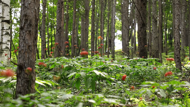 连续8年！抚松县再获“中国最美县域”