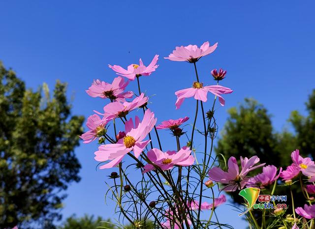 北京秋高气爽 景山公园格桑花色彩缤纷