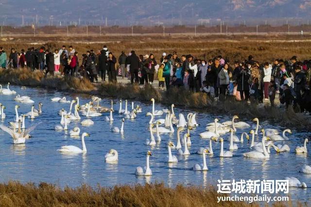 运城九大观鸟胜地邀你共赴冬日童话～