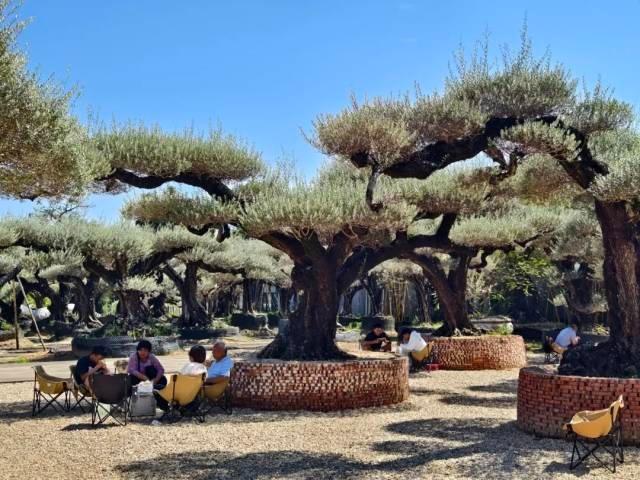 国庆就要玩好一点，“情”定陈村花花世界迷人眼