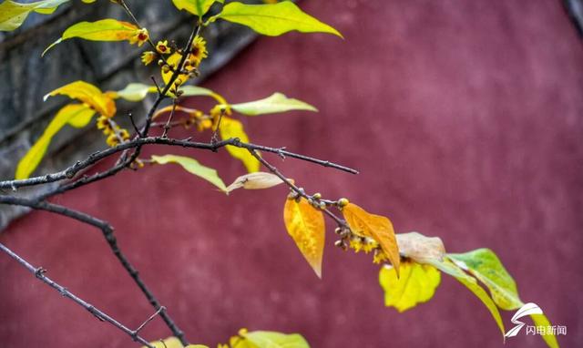 组图丨泰山脚下王母池：红墙映蜡梅 寒香醉冬阳