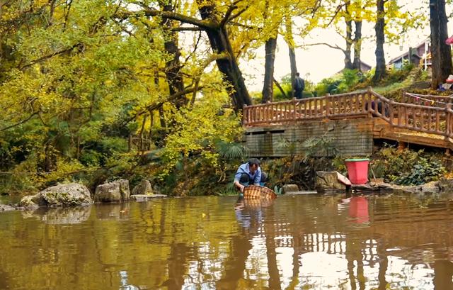 来金色妥乐 赏深秋美景