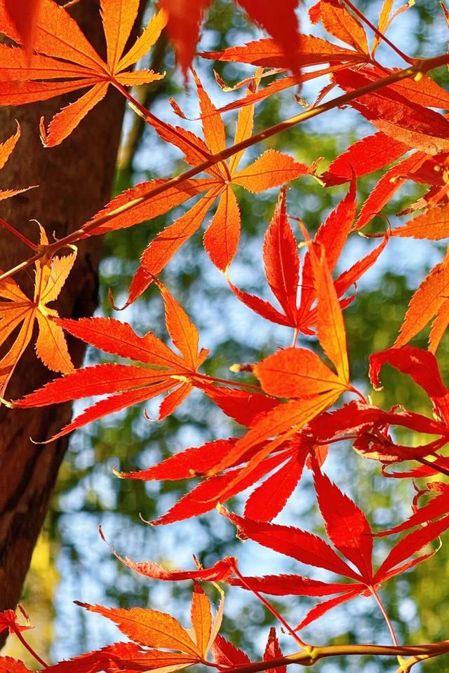 娄底：藏不住的诗意冬景，每帧都美到“心巴”上～