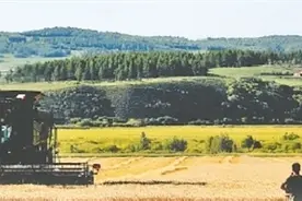 金穗卷起千层浪 小麦收获正当时图片