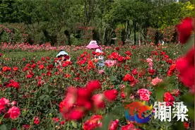 铜梁：西郊玫瑰岛浪漫花海等你来图片