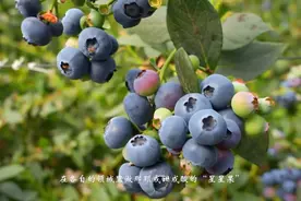快来惠民县淄角镇采摘蓝莓吧，采一筐甜美好时光图片