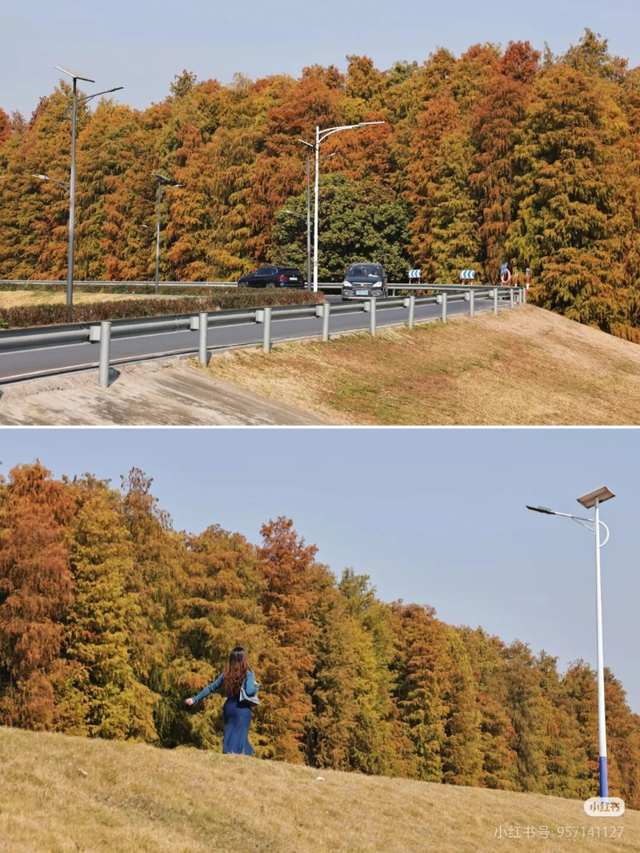 一眼心动的绝美“小森林”，在伦教找到了！