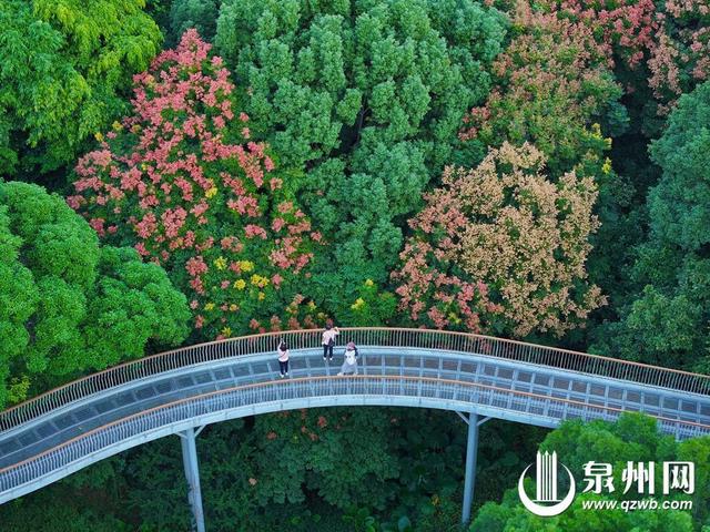 一树栾花一树秋 泉州市区大坪山栾树花开成海