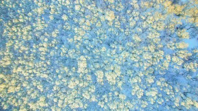 学习强国 | 河北崇礼：桦皮岭上雾凇美