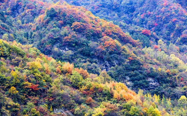 青睐绵阳 ‖ 层林尽染，枫顺邀你共赴红叶之约
