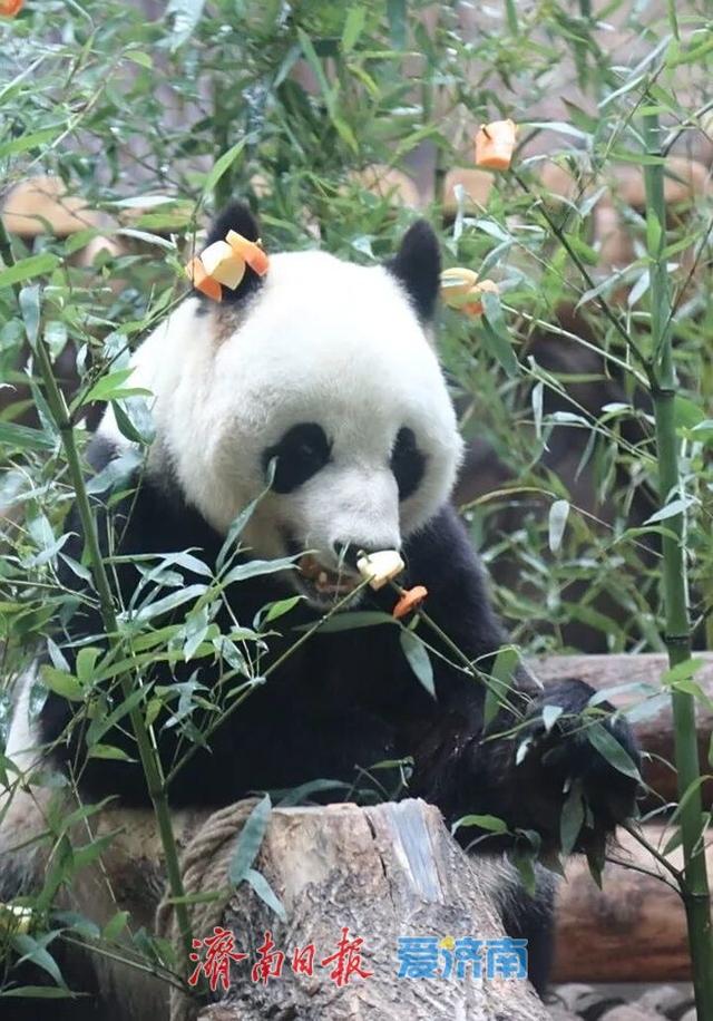 一年四季 泉在济南丨市属公园景区中秋佳节乐事多