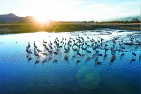 「人与自然和谐相处的温暖瞬间」鹤舞高原图片