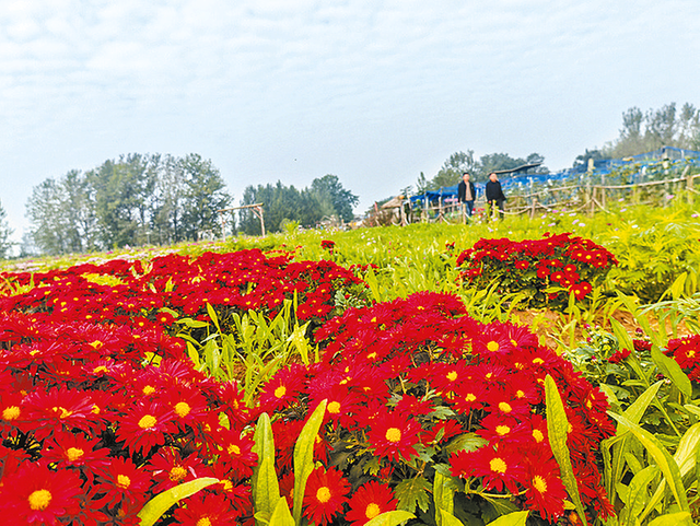 菊花绽放引客来 魏庄村“天边花海”开园