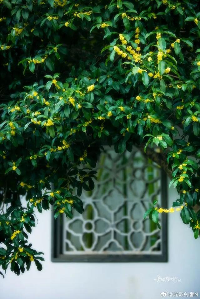 秦淮花事 | 秋日限定！在秦淮，与一场桂花雨不期而遇→