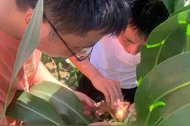 毕节:科技特派员送技到田间图片