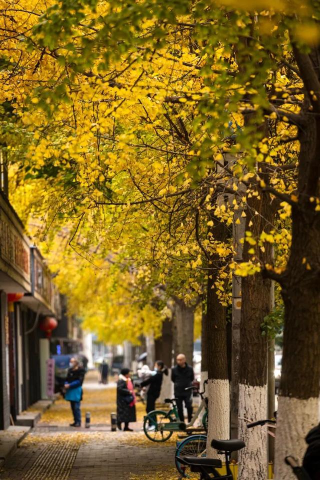 落叶缓扫，诗意长留！彭州的秋天被“绣”在了大地上