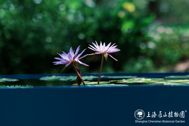 上万株睡莲惊艳绽放！还有萌娃坐王莲限时活动，解锁夏日专属快乐→