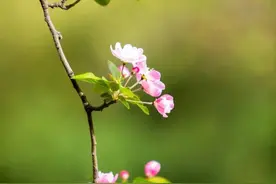 如花似叶，岁岁年年，共占春风图片