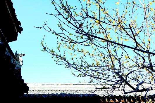 【图片新闻】天水民俗博物馆蜡梅如约盛开