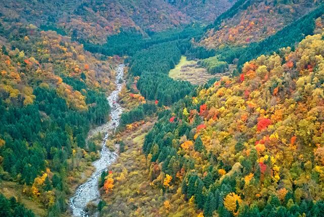 青睐绵阳 ‖ 红透了！周末去平武，沿着“百里彩林走廊”看一场雪山彩林“大片”~
