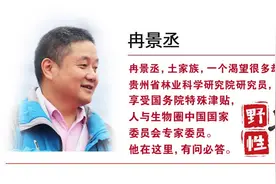 野性贵州 有问必答丨燕雀也有“鸿鹄志”，天高任其自由飞图片
