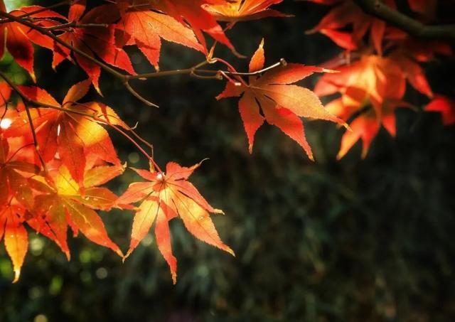 长宁的秋叶，红得醉人……